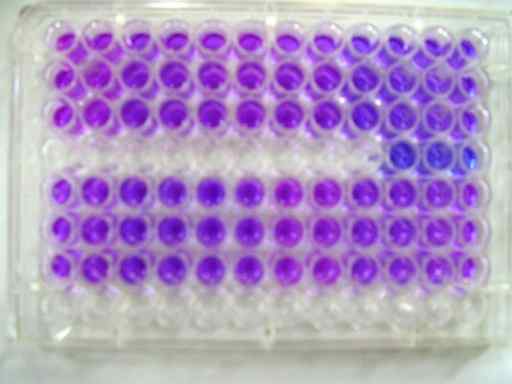 ¿Cuál es la diferencia entre el cultivo de células de mamíferos y microbianos?