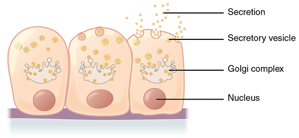 Quelle est la différence entre les glandes mérocrines et holocrines