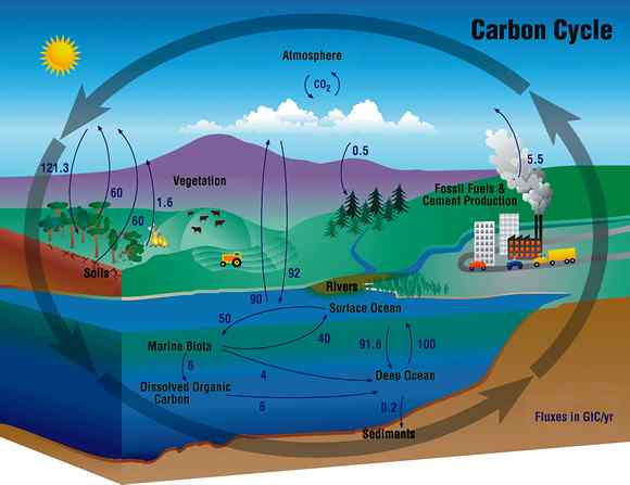 ¿Cuál es la diferencia entre el carbono moderno y el carbono fósil?