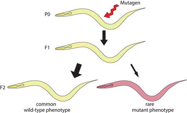 Was ist der Unterschied zwischen Mutation und Mutagen