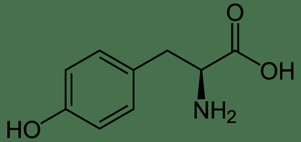 Apakah perbezaan antara n-asetil tyrosine dan l-tyrosine