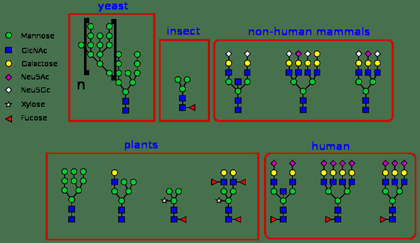 Quelle est la différence entre les oligosaccharides liés à N et O