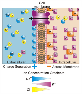 ¿Cuál es la diferencia entre el potencial nernst y el potencial de membrana?