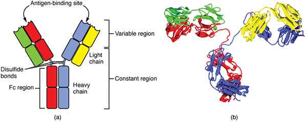 Apa perbedaan antara antibodi penetral dan pengikat