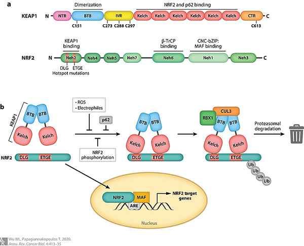 ¿Cuál es la diferencia entre NRF1 y NRF2?