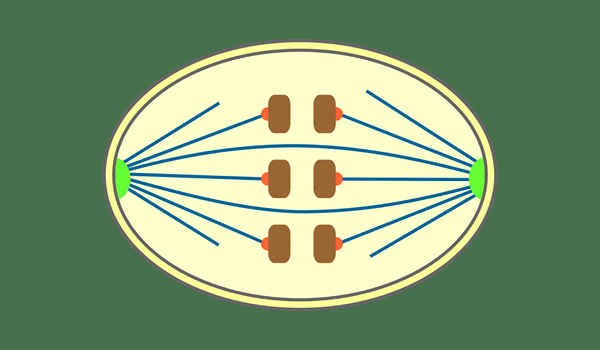 ¿Cuál es la diferencia entre la mitosis abierta y cerrada?