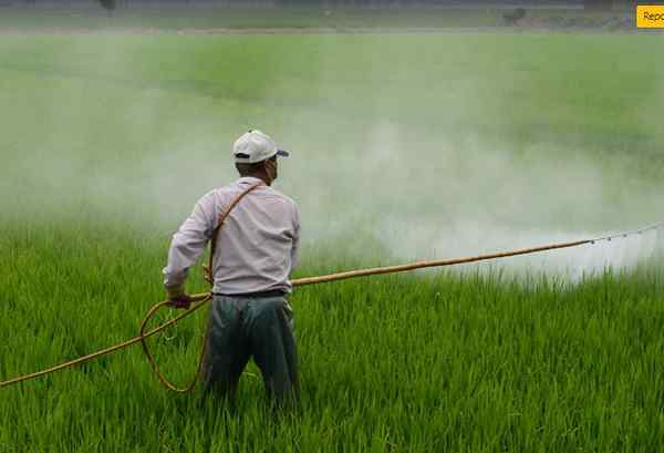 Quelle est la différence entre les pesticides organophosphatés et organochlorés