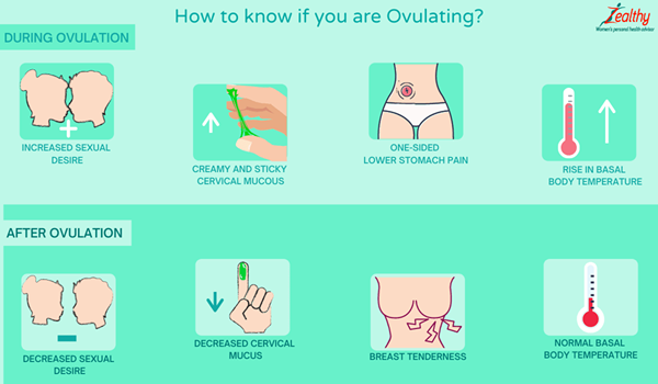 ¿Cuál es la diferencia entre ovulación y menstruación?