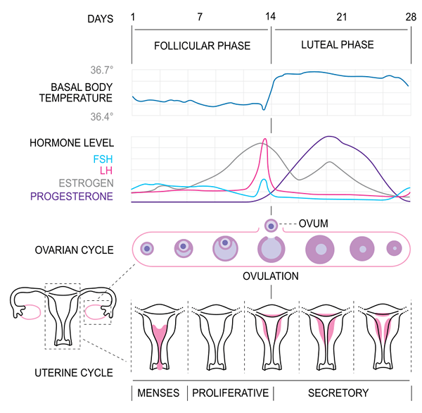 ¿Cuál es la diferencia entre los ciclos ovulatorios y anovulatorios?