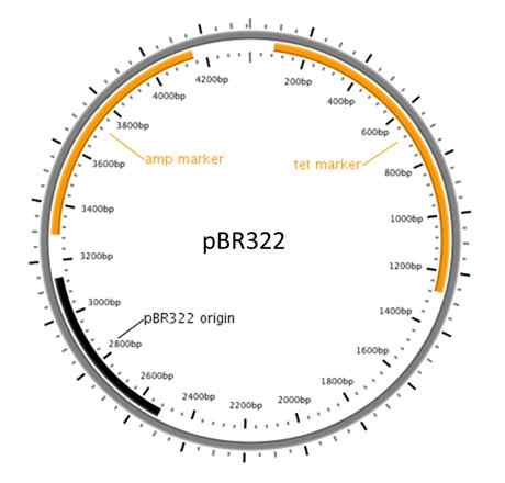 ¿Cuál es la diferencia entre PBR322 y PUC19?