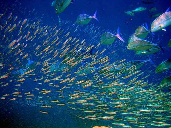 Quelle est la différence entre les poissons pélagiques et démersaux