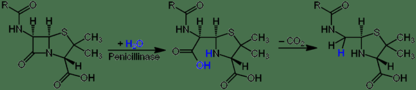 Quelle est la différence entre la pénicillinase et la bêta lactamase