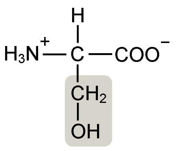 ¿Cuál es la diferencia entre fosfatidilcolina y serina?