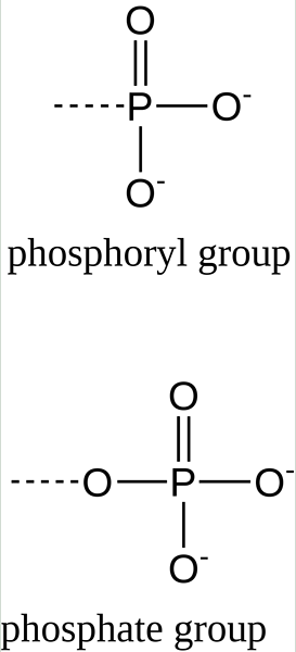 Apa perbedaan antara gugus fosforil dan kelompok fosfat