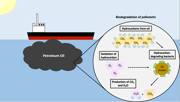 Was ist der Unterschied zwischen Photooxidation und Photorespiration