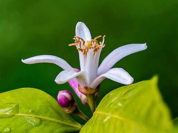 Was ist der Unterschied zwischen polyandrous und polyadelphischem Androecium