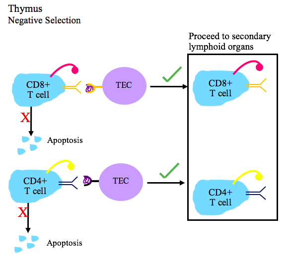Was ist der Unterschied zwischen einer positiven und negativen Selektion von T -Zellen