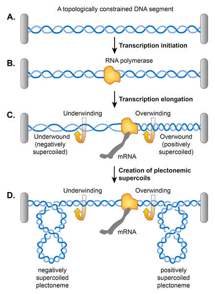 Was ist der Unterschied zwischen einer positiven und einer negativen Supercoiling von DNA