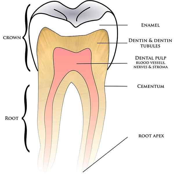 ¿Cuál es la diferencia entre la dentina primaria y secundaria?