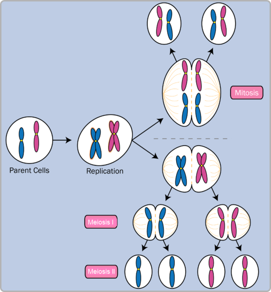 Quelle est la différence entre la division cellulaire procaryote et eucaryote