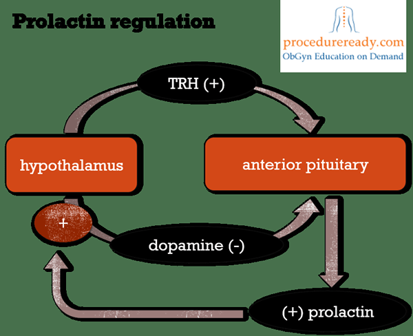 ¿Cuál es la diferencia entre la prolactina y la macroprolactina?