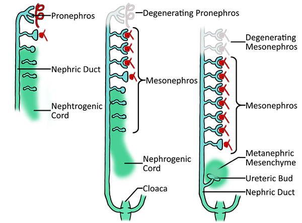 Was ist der Unterschied zwischen pronepric mesonephric und metanepric niere