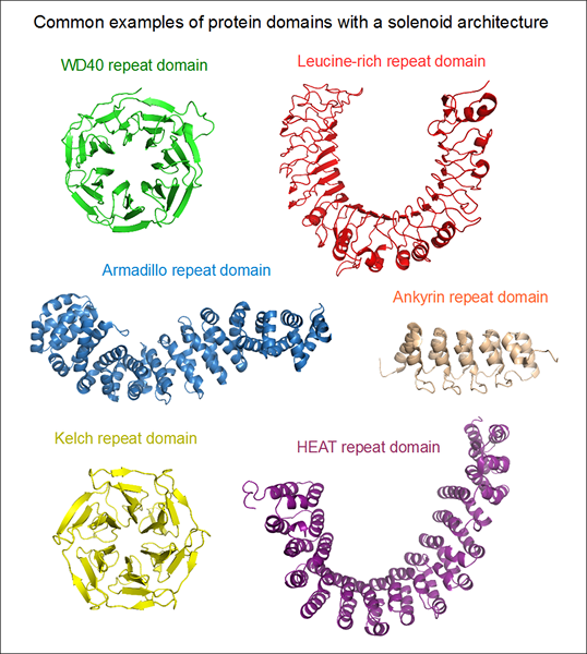 Apakah perbezaan antara subunit dan domain protein
