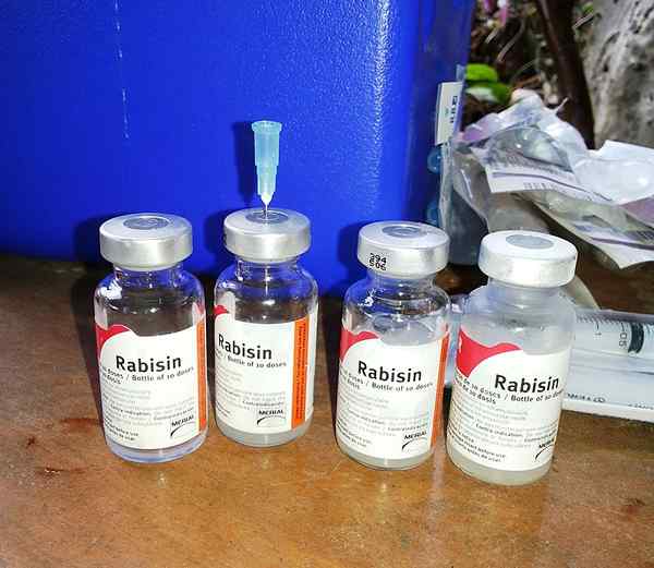 Apakah perbezaan antara vaksin rabies dan immunoglobulin