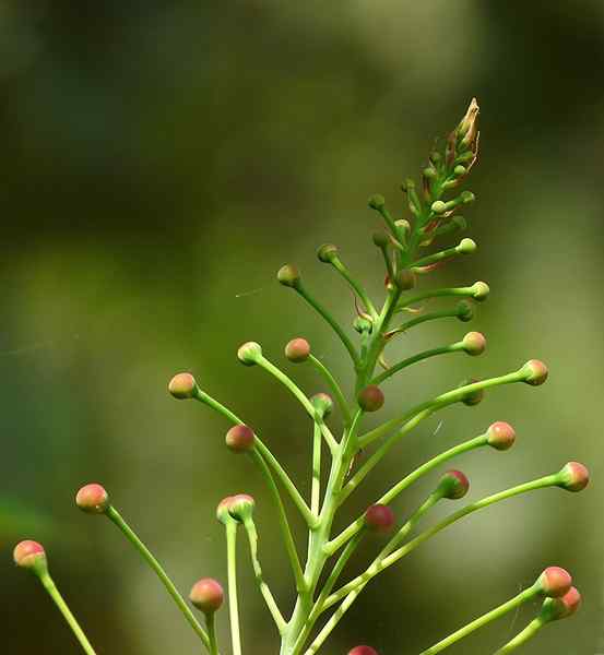 Apakah perbezaan antara racemose dan cymose inflorescence