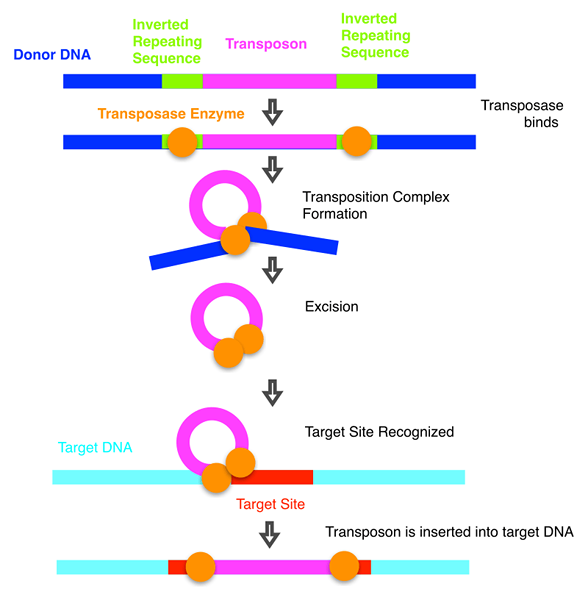 Apakah perbezaan antara transposisi transposisi dan pemotongan dan tampal replika