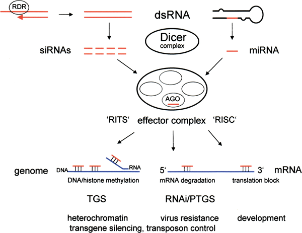 Was ist der Unterschied zwischen RNA -Interferenz und Antisense -Oligonukleotid
