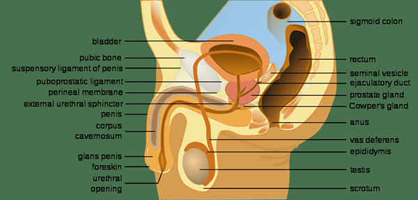 ¿Cuál es la diferencia entre la vesícula seminal y la glándula de la próstata?