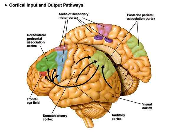 ¿Cuál es la diferencia entre sensorial y somatosensorial?