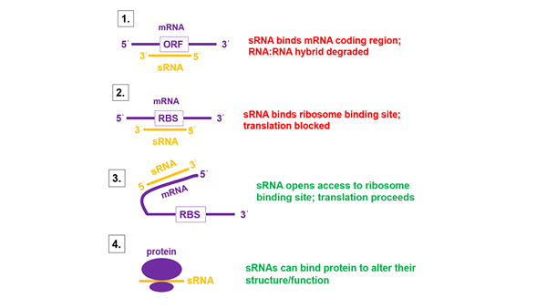 Apakah perbezaan antara snRNA dan SNORNA