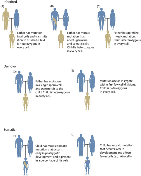 ¿Cuál es la diferencia entre la variación somatogénica y explorada?