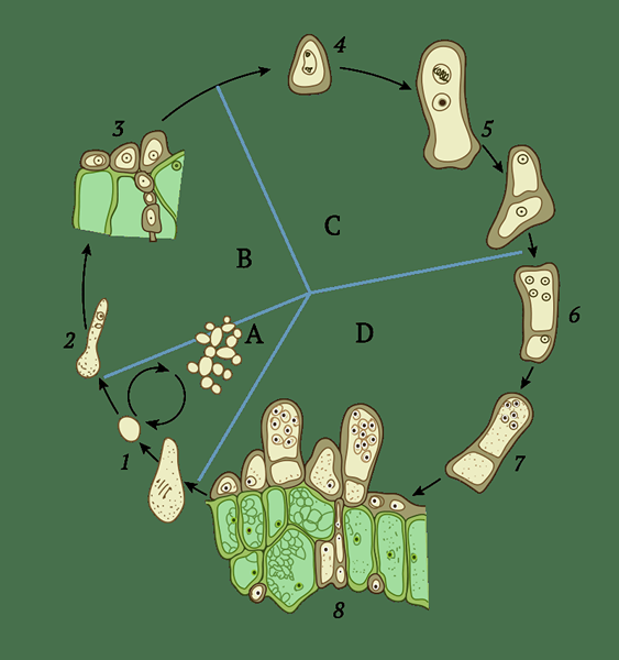 Quelle est la différence entre la sporogenèse et la gamétogenèse