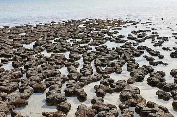 Quelle est la différence entre les stromatolites et les thrombolites