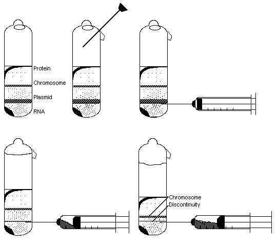 Quelle est la différence entre le saccharose et la centrifugation du chlorure de césium