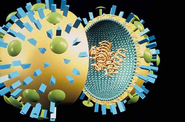 Was ist der Unterschied zwischen Schweinegrippe und normaler Grippe