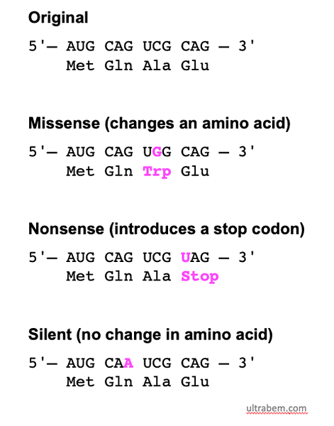 Quelle Est La Diff rence Entre La Mutation Synonyme Et Non Synonyme 