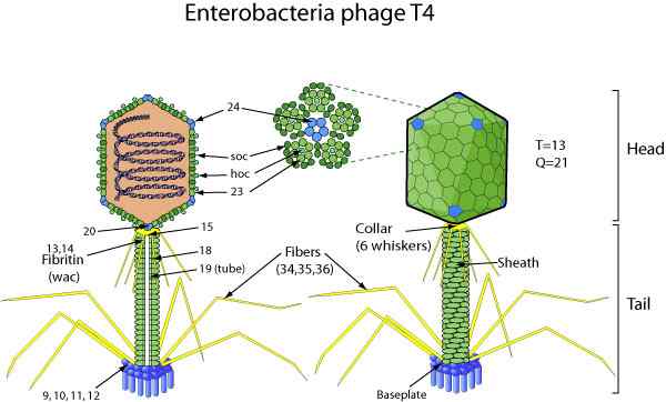 Apa perbedaan antara bakteriofag T2 dan T4