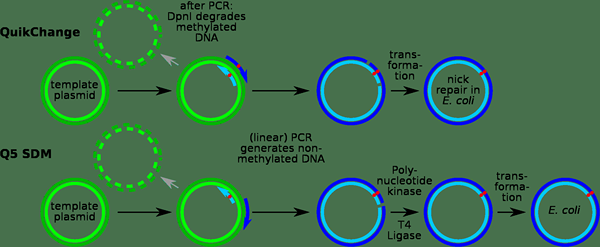 ¿Cuál es la diferencia entre la ADN ligasa de T4 y la ADN ligasa de E coli?