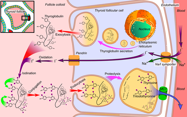 Apakah perbezaan antara thyroglobulin dan antithyroglobulin