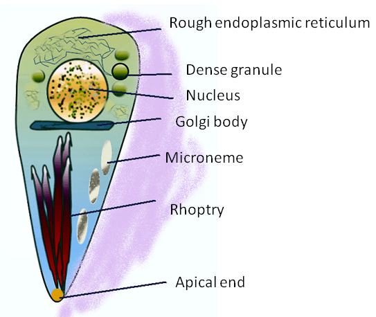 ¿Cuál es la diferencia entre Toxoplasma IgG e IgM?