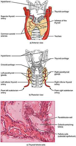 Apa perbedaan antara tiroid yang kurang aktif dan penyakit Hashimoto