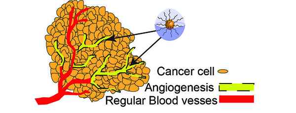 Was ist der Unterschied zwischen Vaskulogenese und Angiogenese
