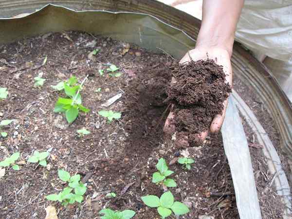 Quelle est la différence entre le vermicompost et le compost