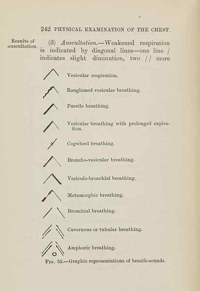 ¿Cuál es la diferencia entre la respiración vesicular y bronquial?