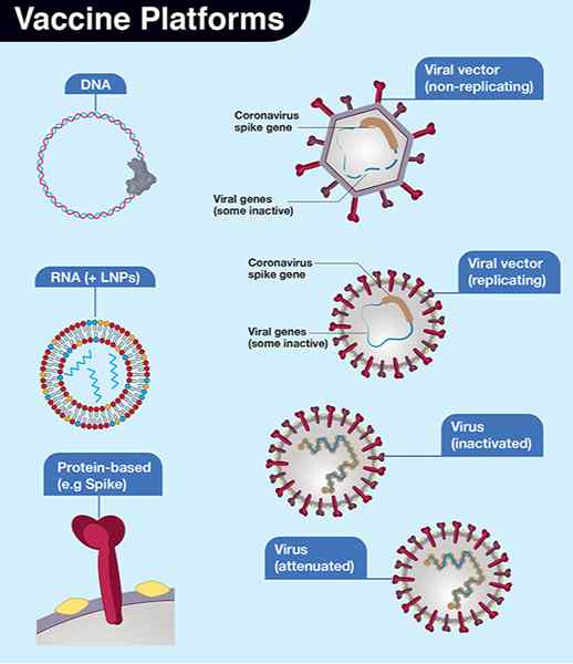 Apakah perbezaan antara vektor virus dan nonviral