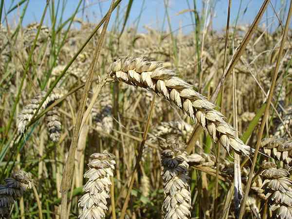 Apa perbedaan antara gandum gandum dan gandum